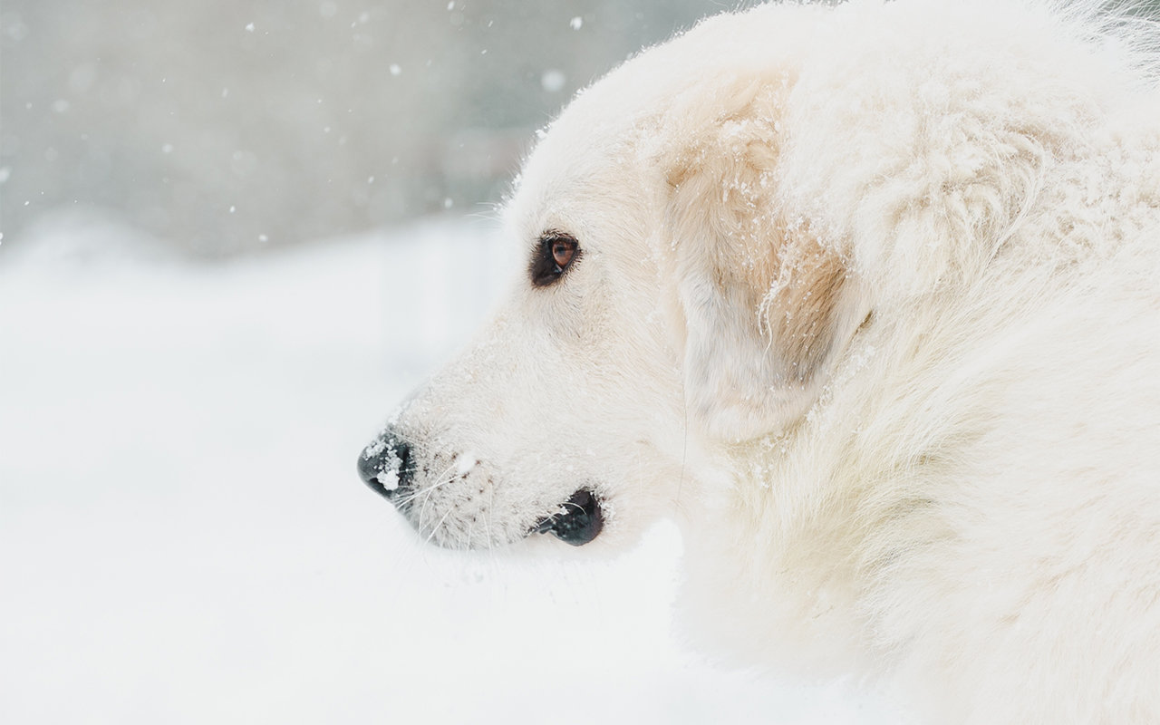 Gypsy the Great Pyrenees all but disappears in the snow.